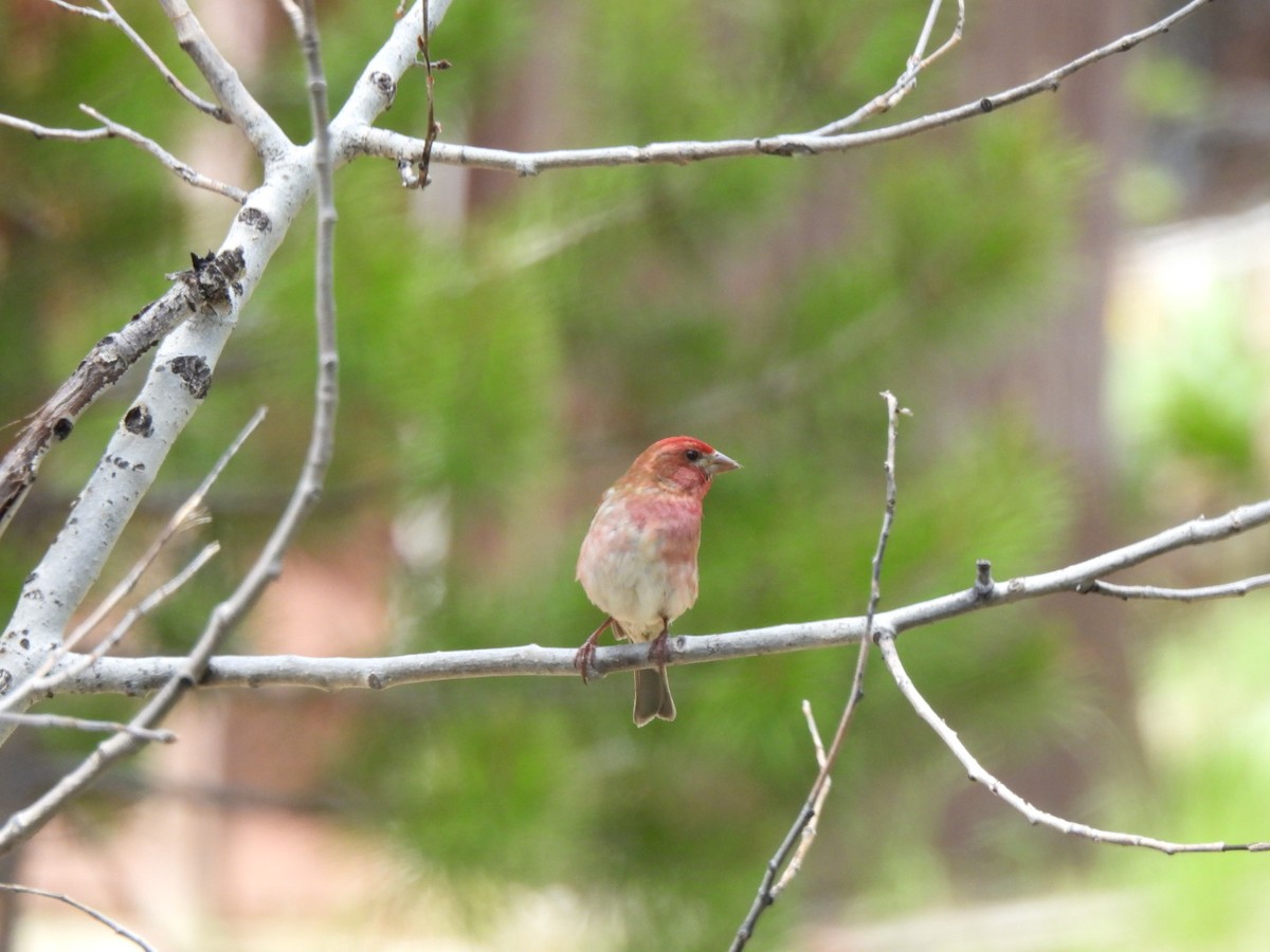 Cassin's Finch - ML458652841