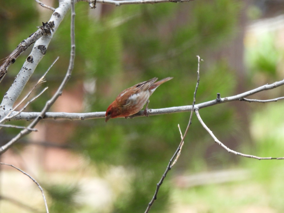 Cassin's Finch - ML458652851