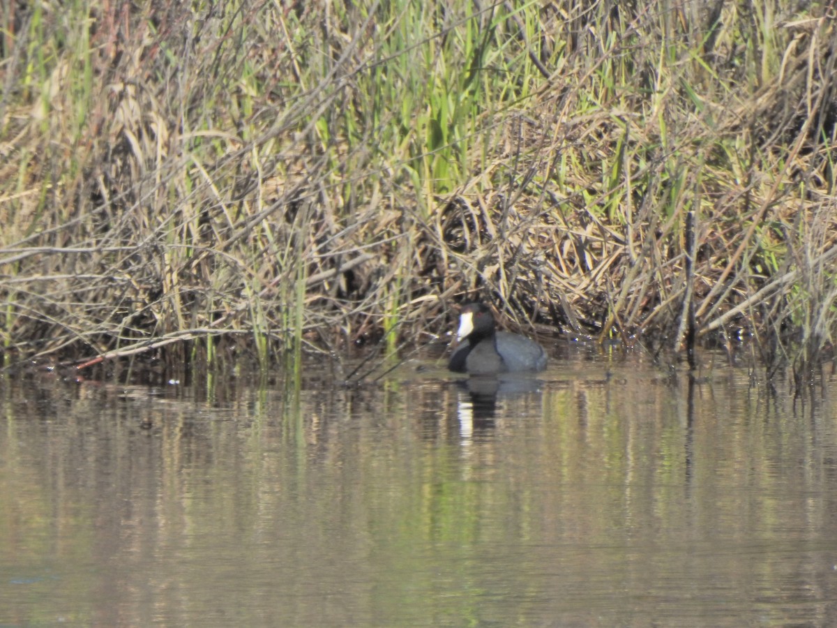 American Coot - ML458653241