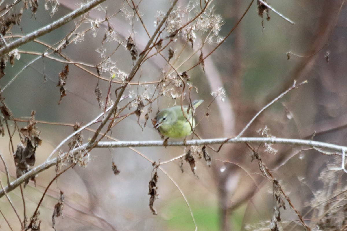 Orange-crowned Warbler - Angel Zakharia