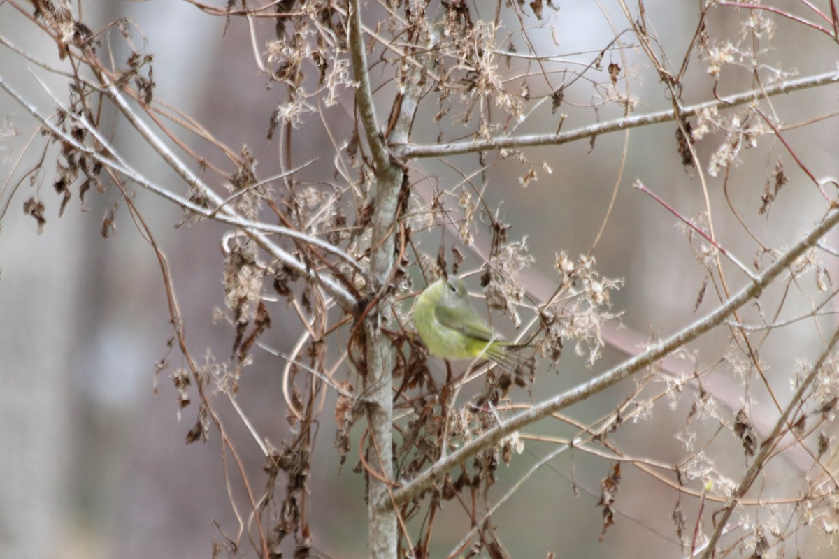 Orange-crowned Warbler - ML458653981