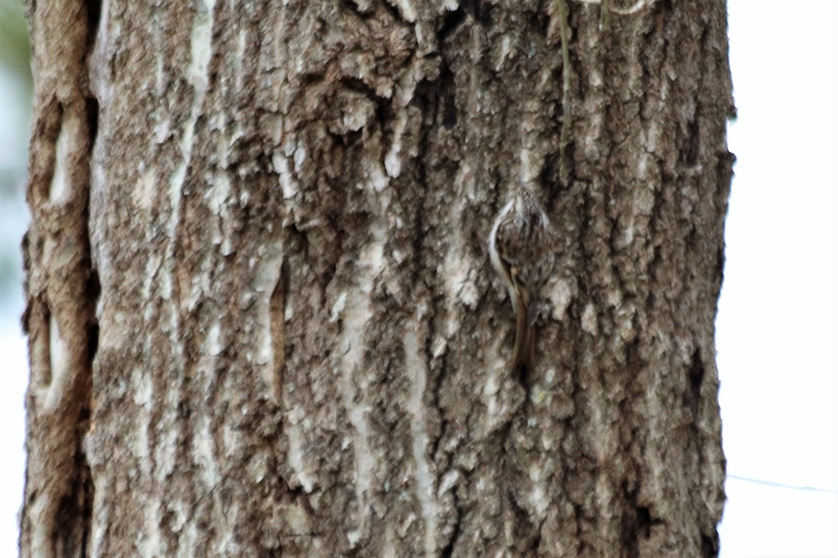 Brown Creeper - Angel Zakharia