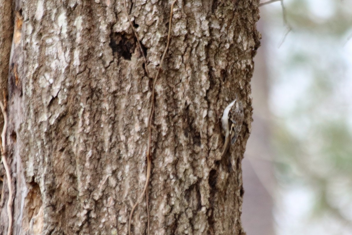 Brown Creeper - ML458654081