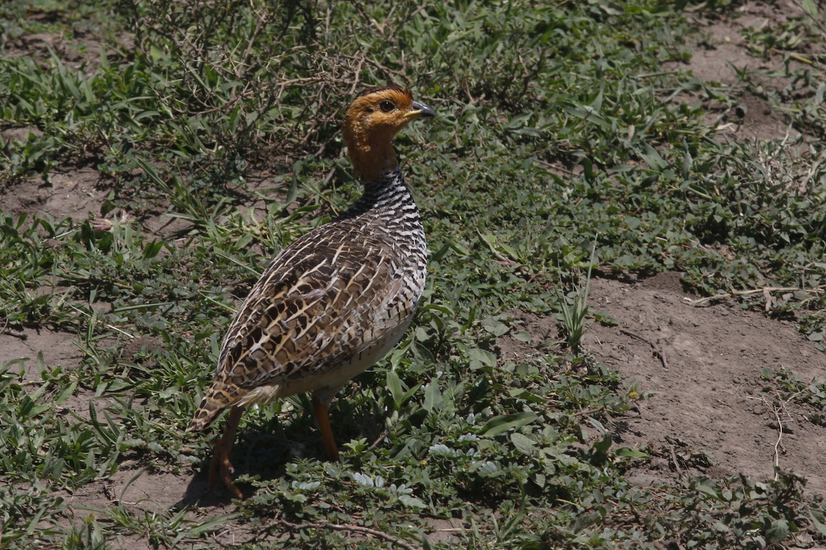 Coqui Francolin - ML45865511