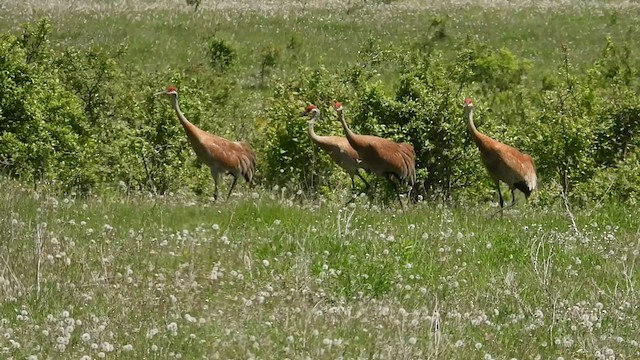 Grulla Canadiense - ML458655231