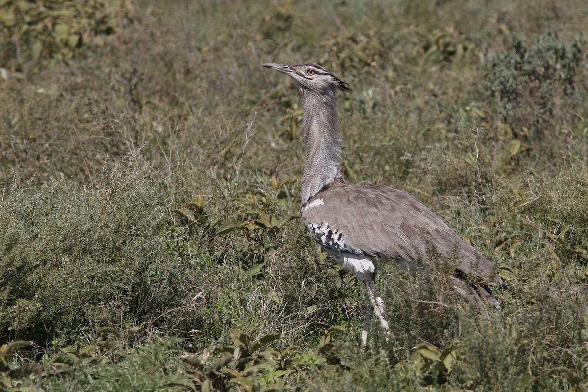 アフリカオオノガン - ML45865581