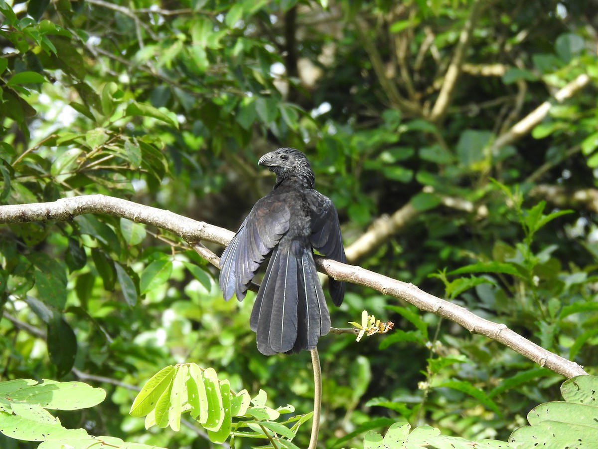 Groove-billed Ani - Ashley Strong