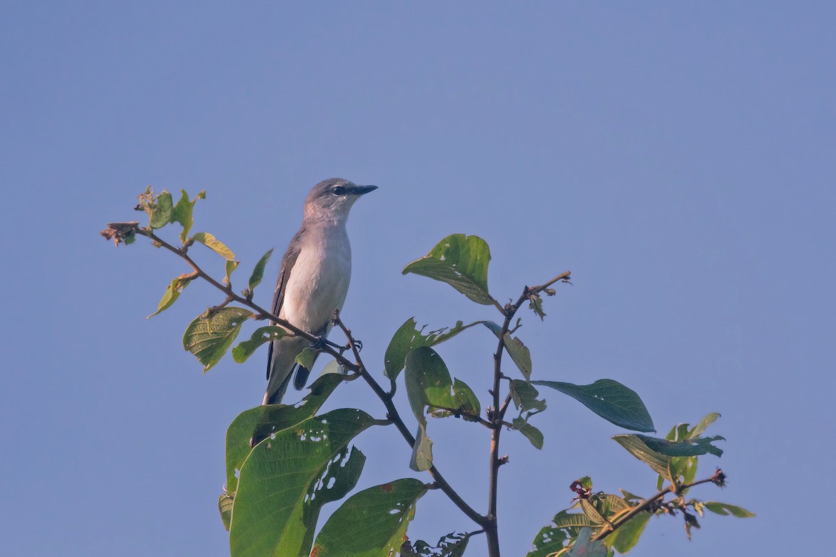 Fahlbürzel-Mennigvogel - ML458657571