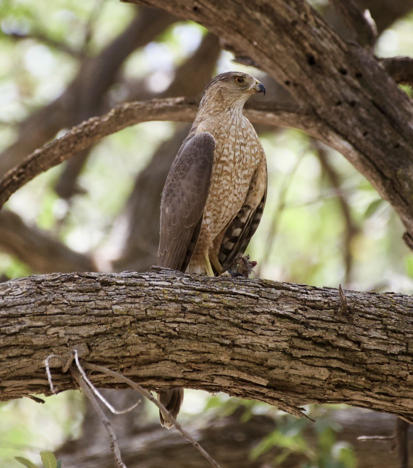 Cooper's Hawk - ML458657691