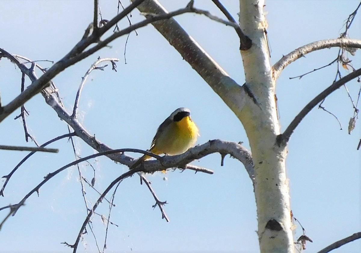 Common Yellowthroat - ML458657801