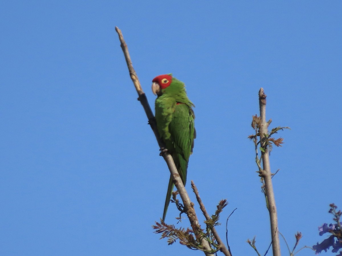 large parakeet sp. (former Aratinga sp.) - ML458660781