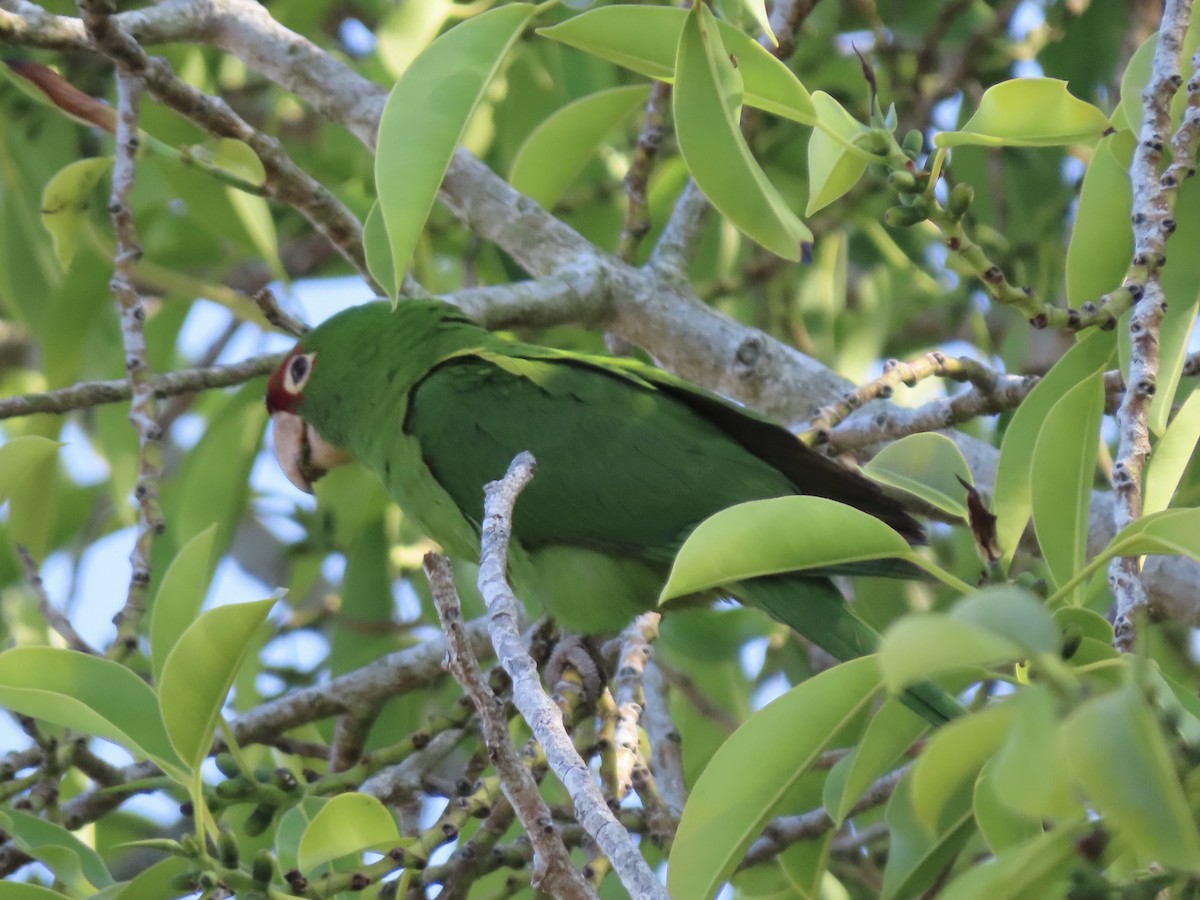 large parakeet sp. (former Aratinga sp.) - ML458660841