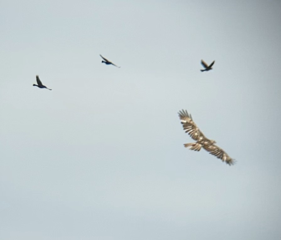 Red-tailed Hawk - Jeff Kenney