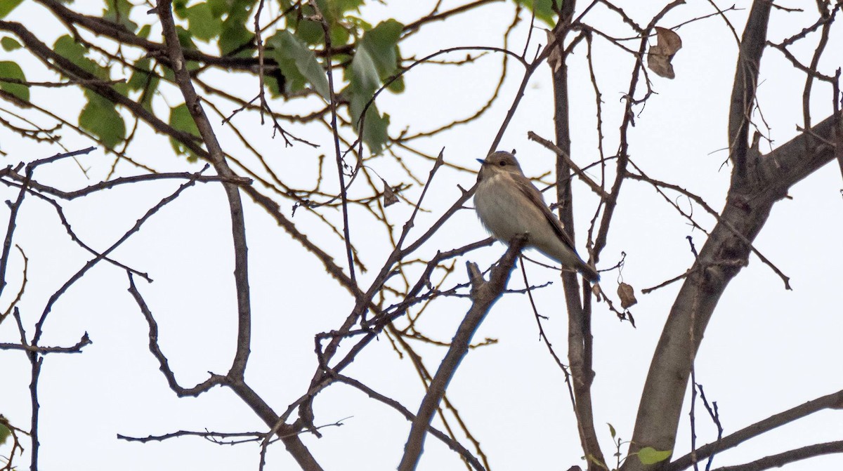 Spotted Flycatcher - ML458663161