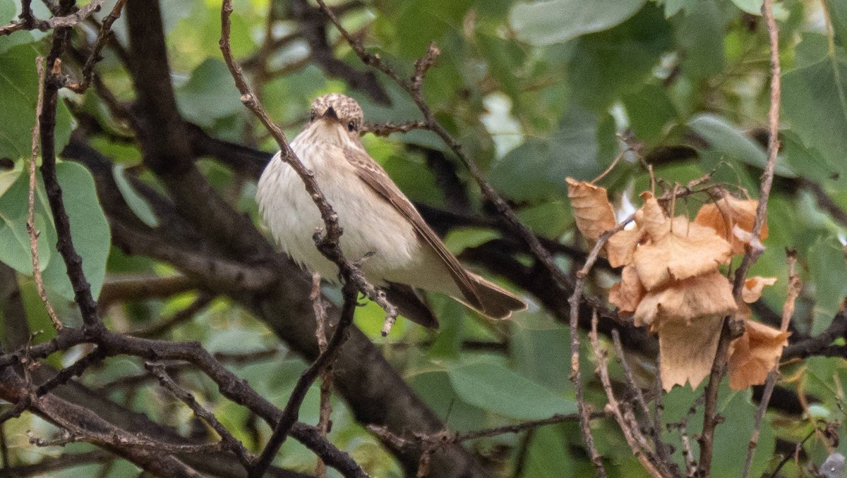 Spotted Flycatcher - ML458663181