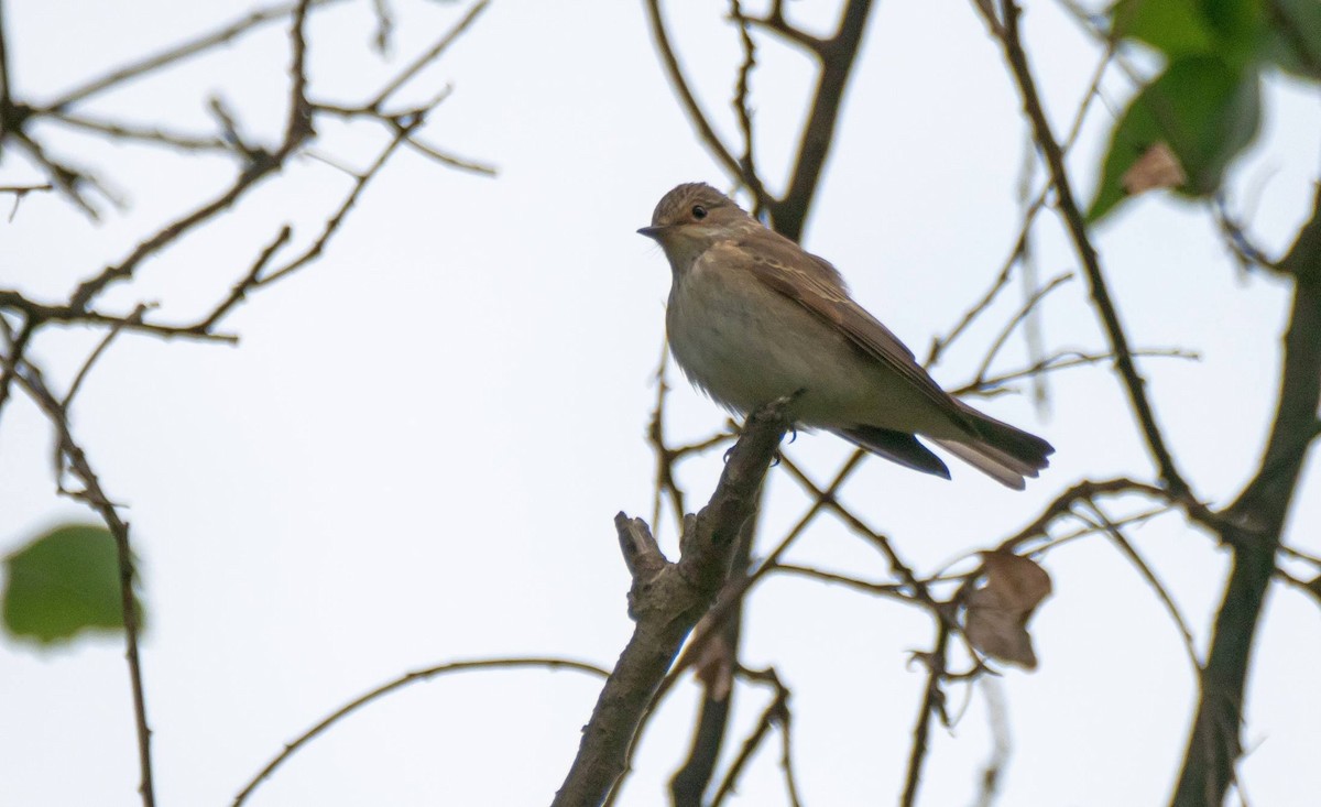 Spotted Flycatcher - ML458663191