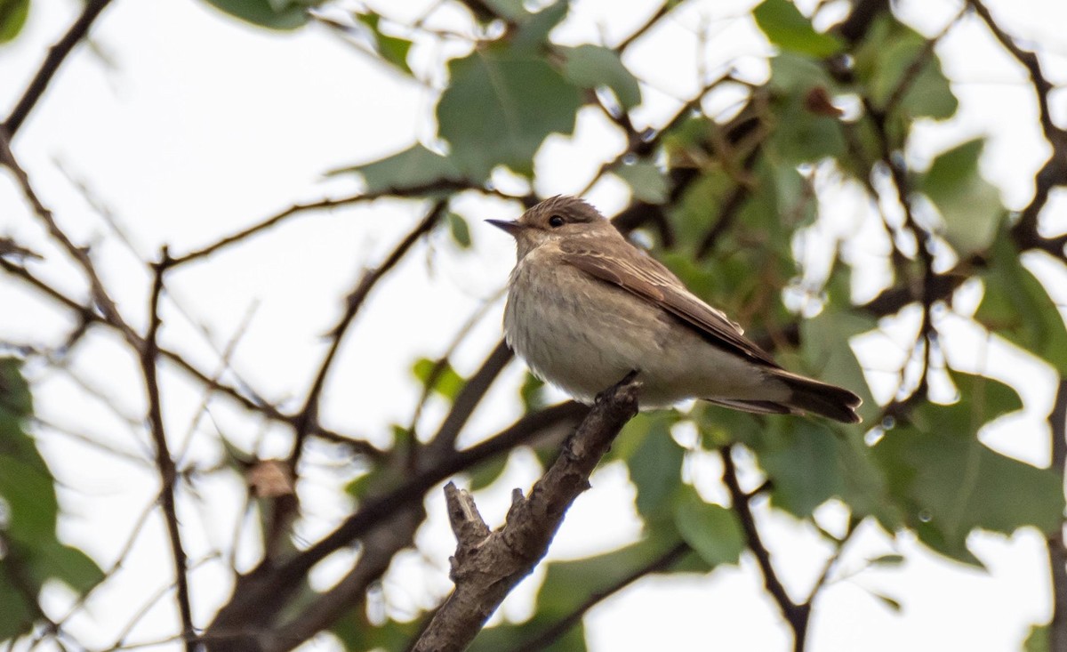 Spotted Flycatcher - ML458663201