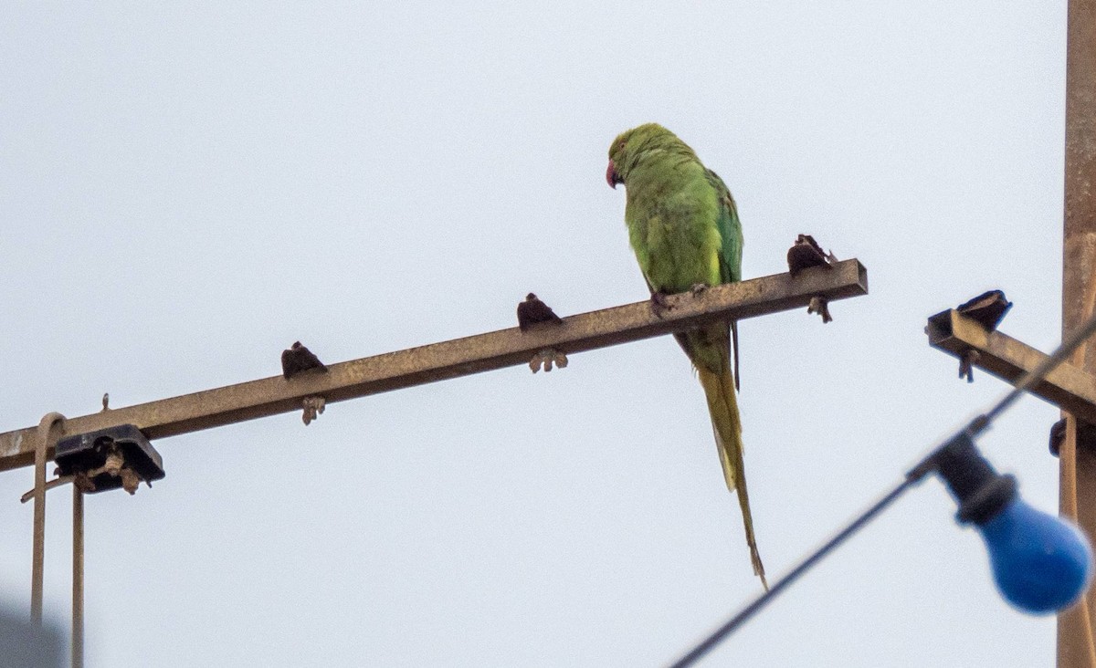 Rose-ringed Parakeet - ML458663761