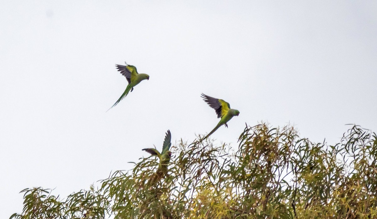 Rose-ringed Parakeet - ML458663811