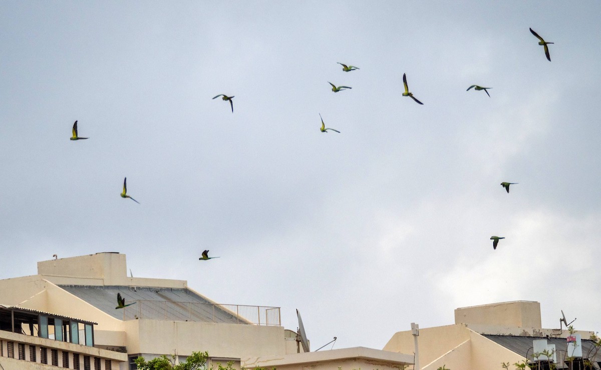 Rose-ringed Parakeet - ML458663821