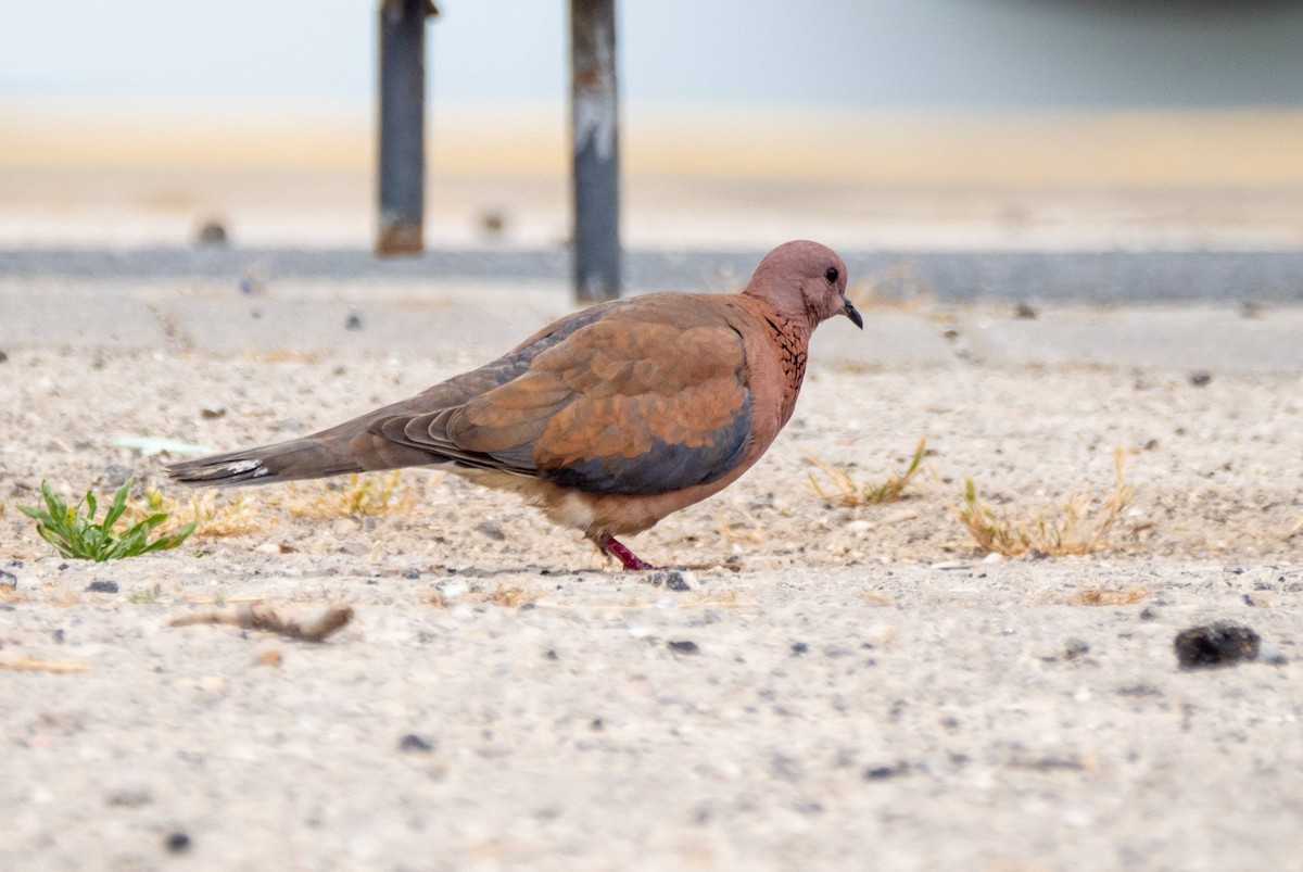 Laughing Dove - ML458664331
