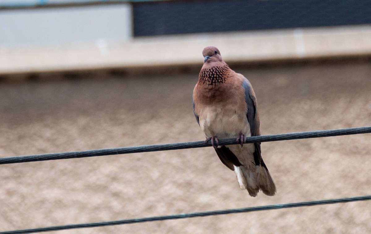 Laughing Dove - ML458664351