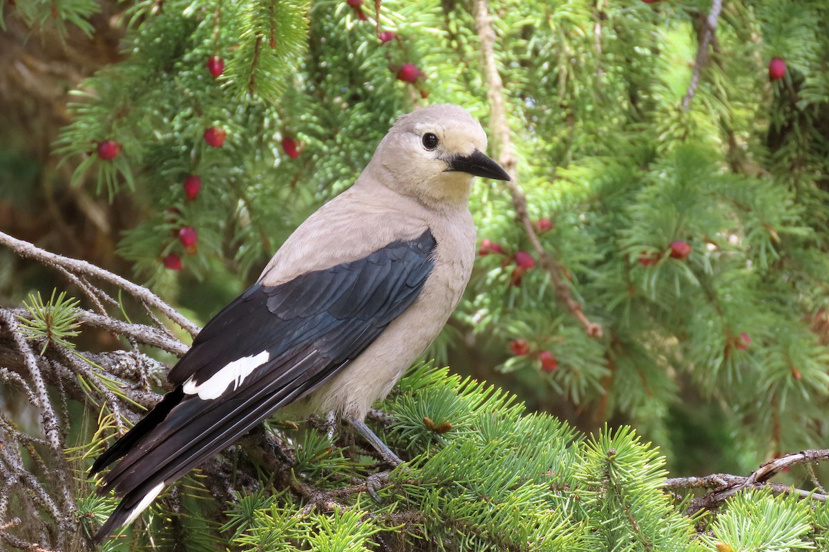 Clark's Nutcracker - ML458664451