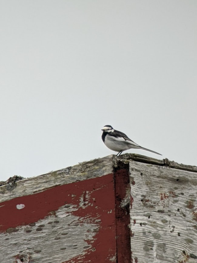 White Wagtail (Black-backed) - ML458665731