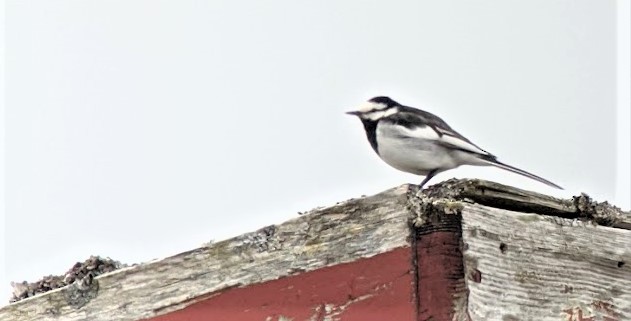 White Wagtail (Black-backed) - ML458665761