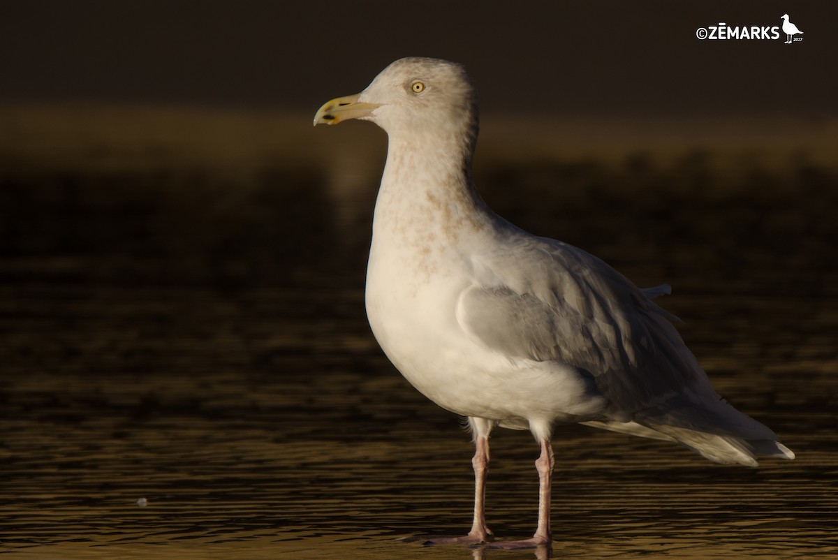 Glaucous Gull - ML45866781