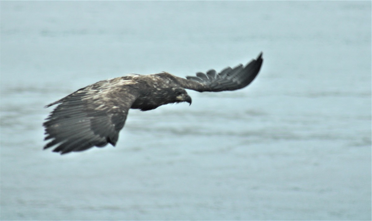 Bald Eagle - Jon. Anderson