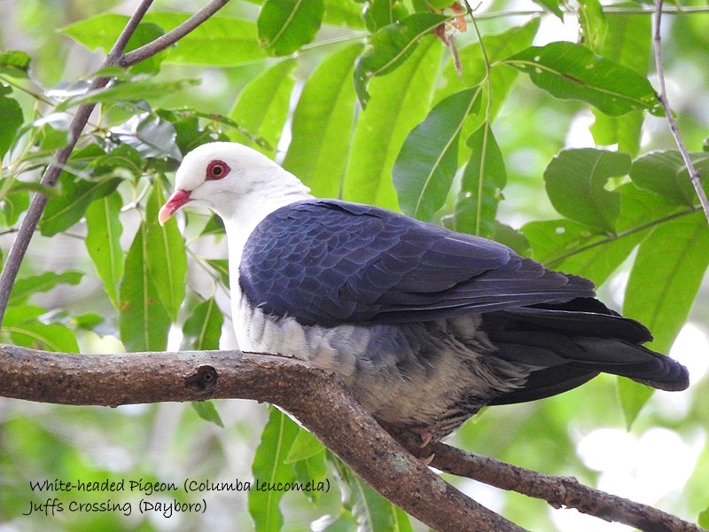 White-headed Pigeon - Marie Tarrant