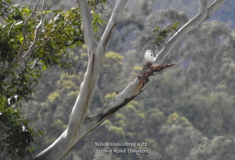 Black-shouldered Kite - ML458669371