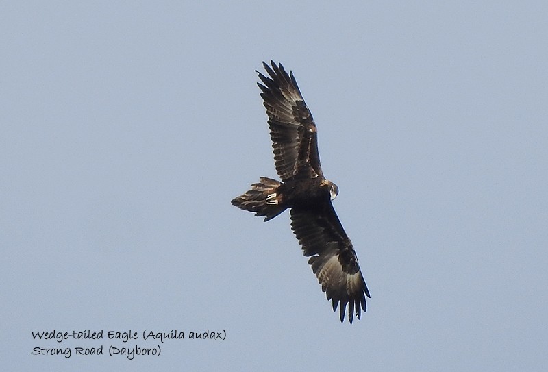 Wedge-tailed Eagle - ML458669411