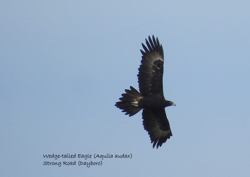 Wedge-tailed Eagle - ML458669431