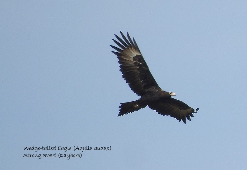 Wedge-tailed Eagle - ML458669451