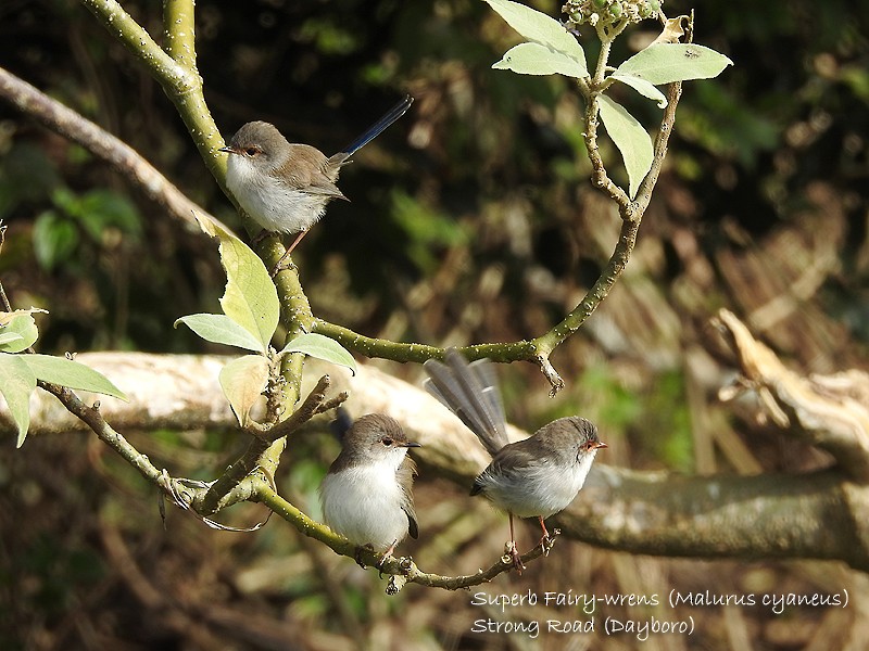 Superb Fairywren - ML458669491