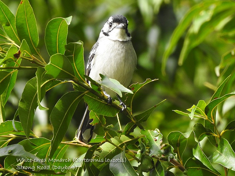 White-eared Monarch - ML458669511