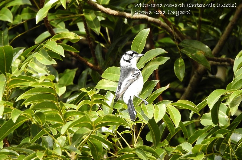 White-eared Monarch - ML458669531