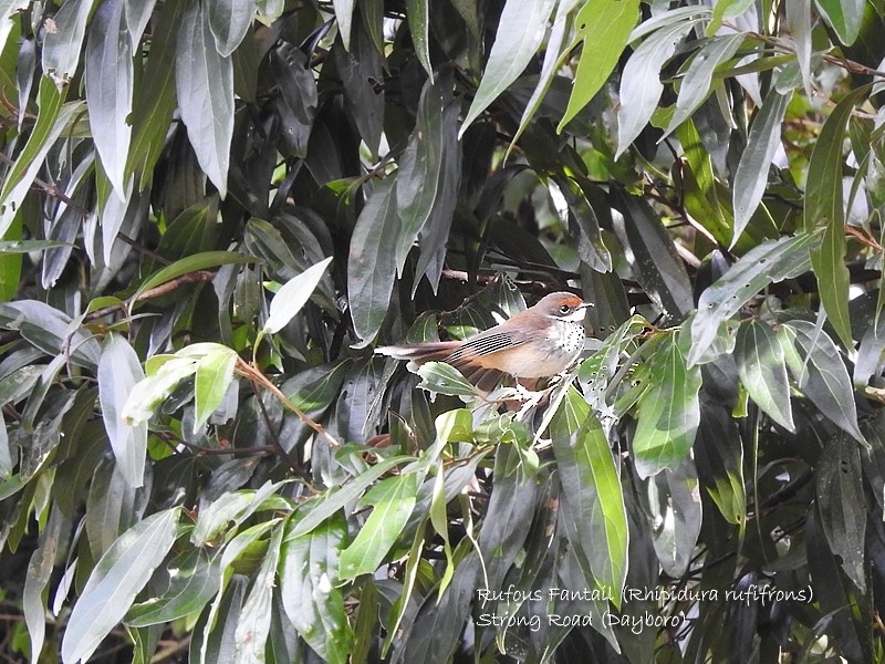 Australian Rufous Fantail - ML458669621