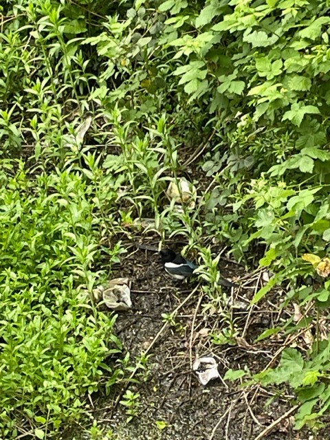 Eurasian Magpie - ML458670451