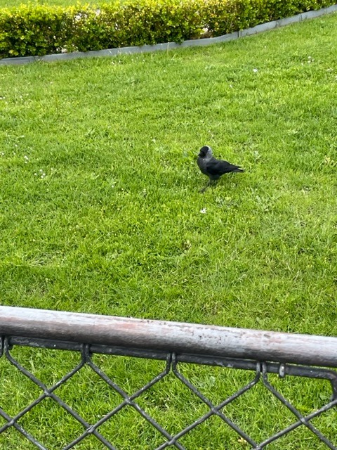 Hooded Crow - ML458670571