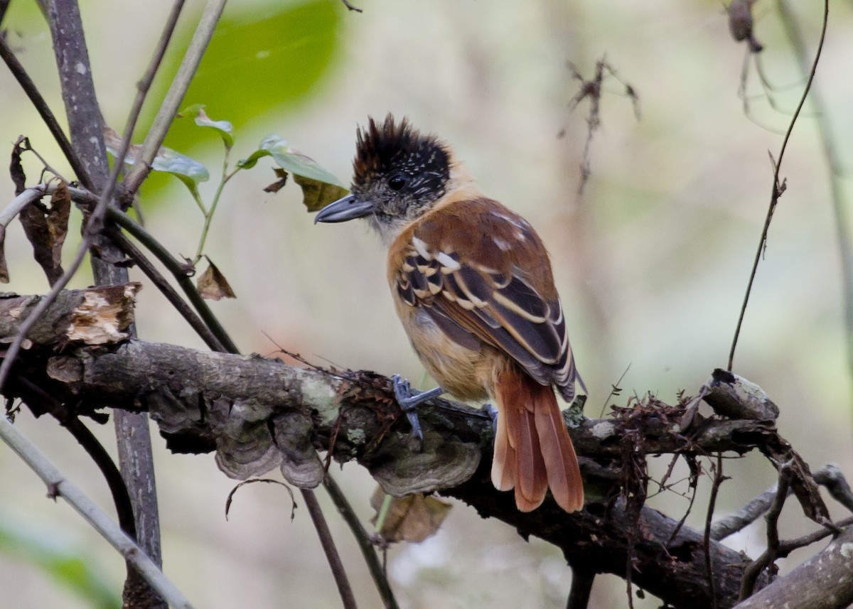 Collared Antshrike (Collared) - ML45867061