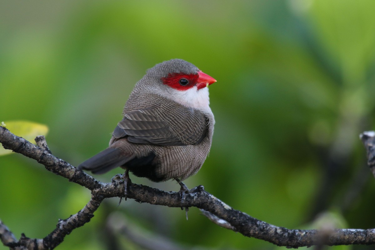 Common Waxbill - Gale VerHague