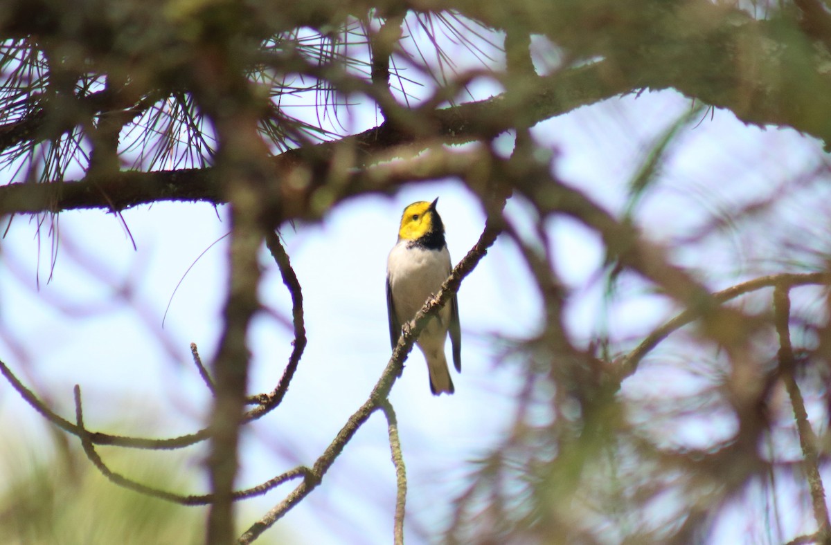 Hermit Warbler - ML458673191