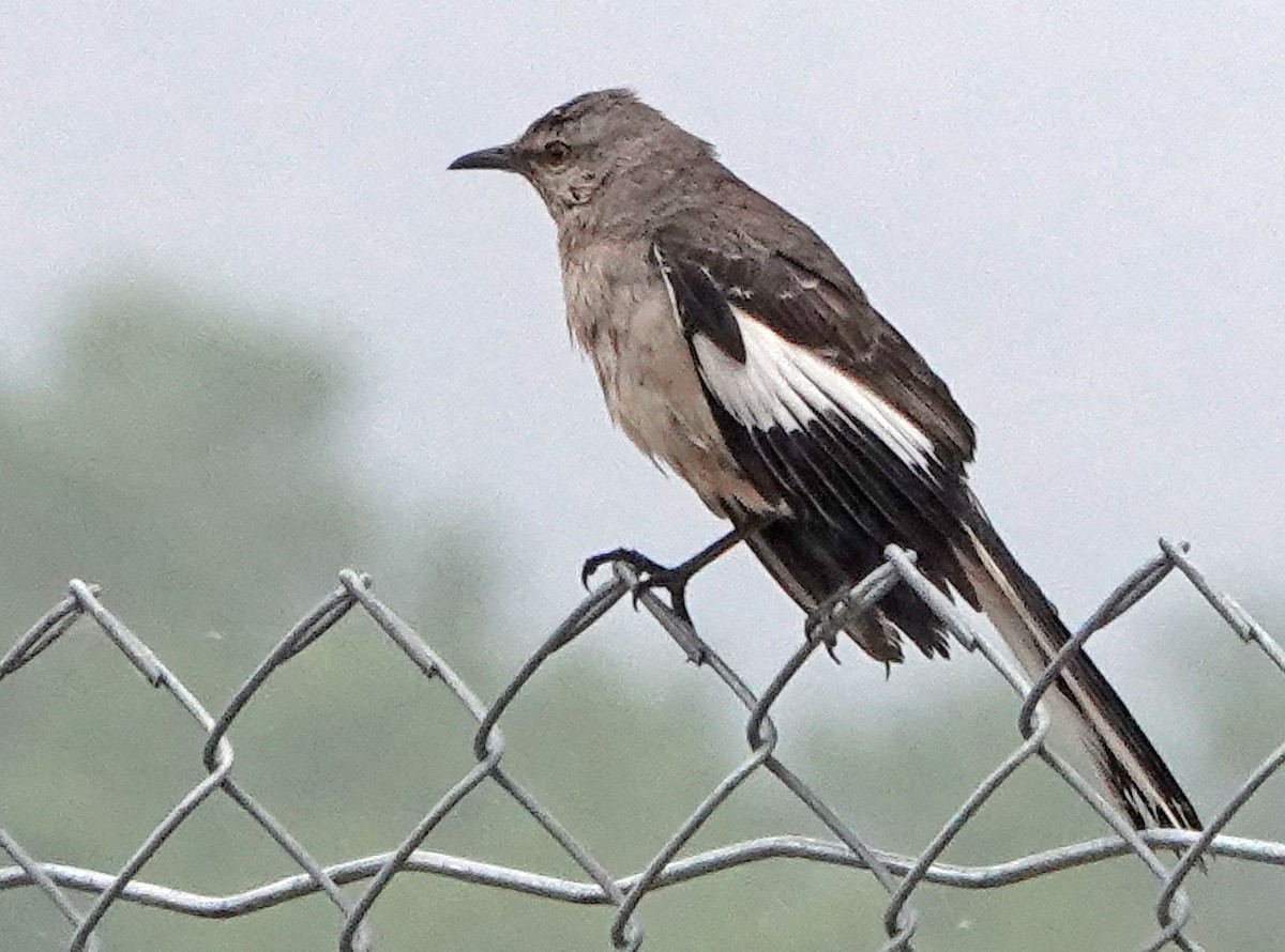 Northern Mockingbird - ML458673331