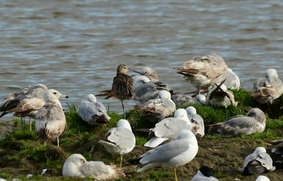 Long-billed Curlew - Sabine Decamp