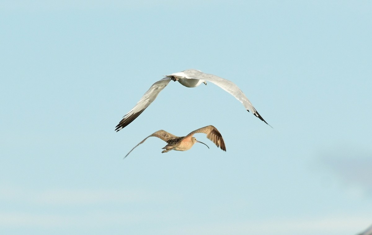 Long-billed Curlew - ML458674601