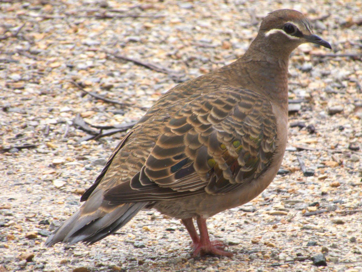 Common Bronzewing - ML458675491