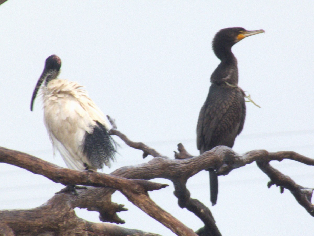 Great Cormorant (Australasian) - ML458675681